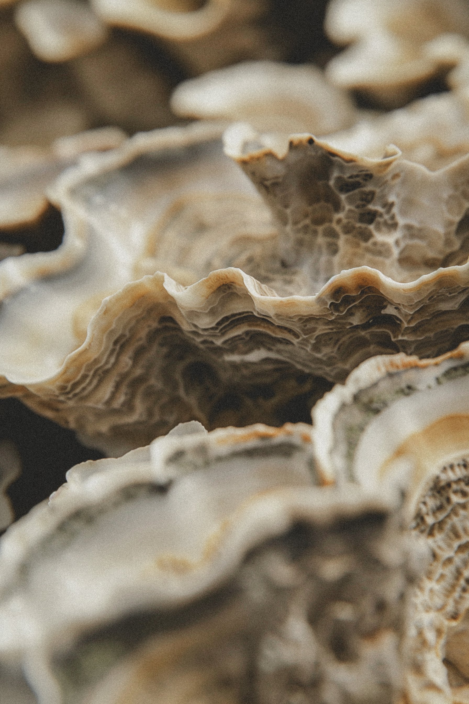 Wedding Website Design, Digital Wedding Stationery, Web Design and Branding for Wedding Professionals | Avelã White. Close-up of oyster shells with textured surfaces and layered edges.